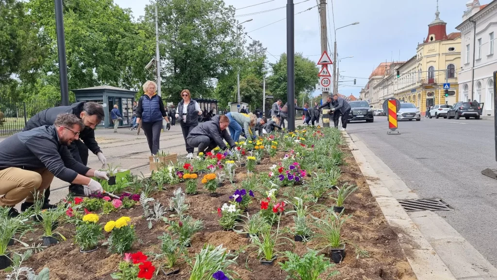 Angajatii Primariei Oradea au plantat 5000 flori
