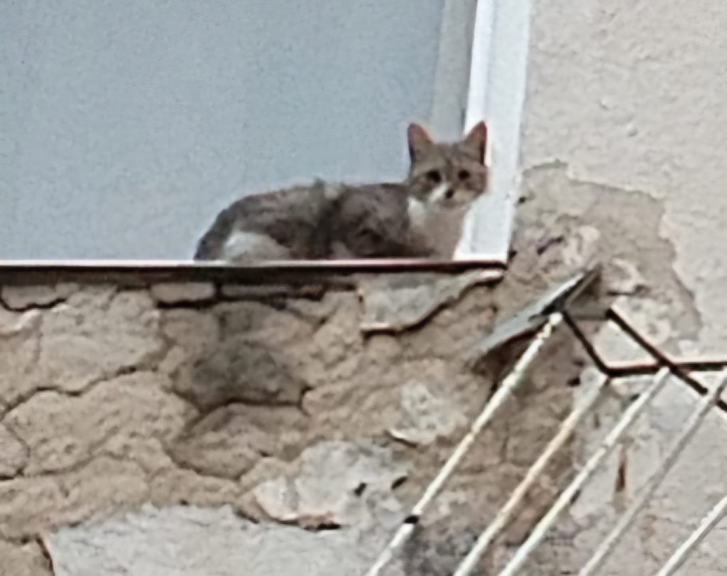 Pisica blocata pe pervaz salvata de pompieri