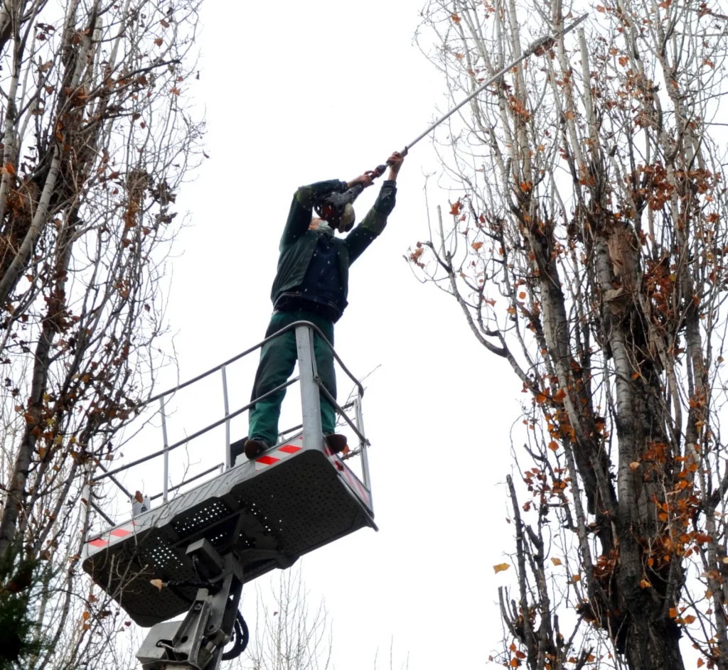 Toaletare si doborare arbori 26 30 mai Oradea