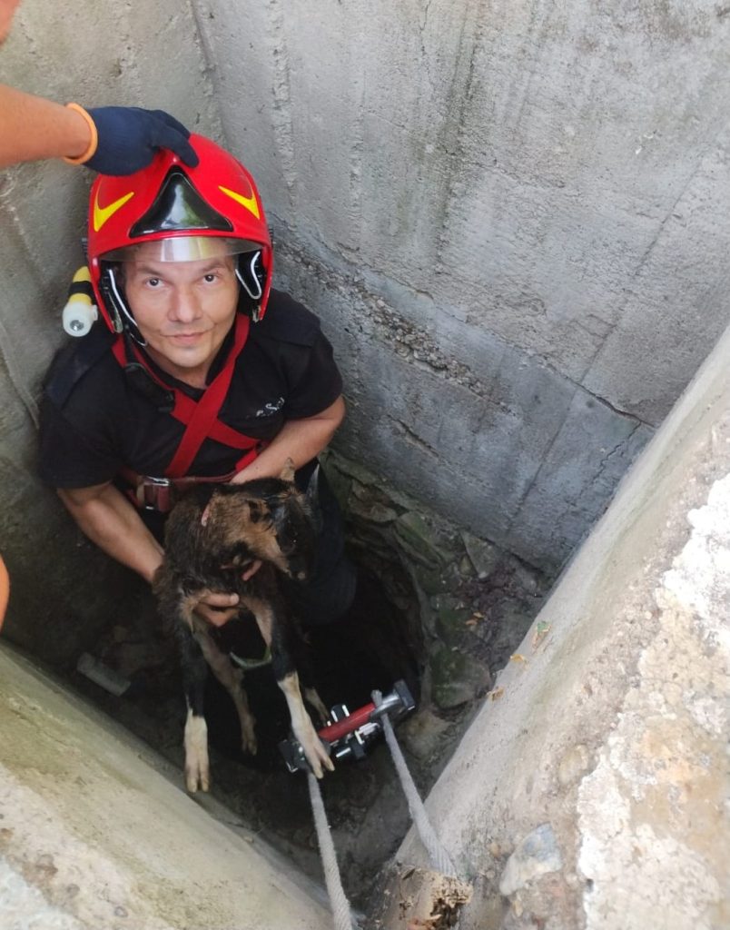 Ied salvat de pompierii bihoreni din fantana