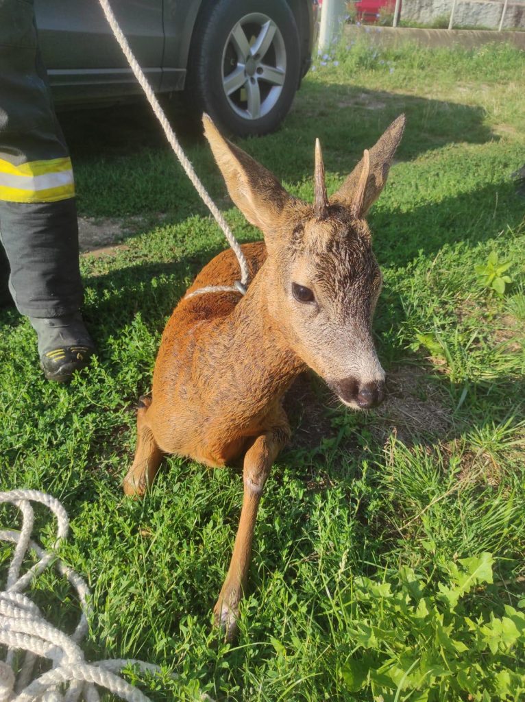 Caprior salvat de pompieri in Josani